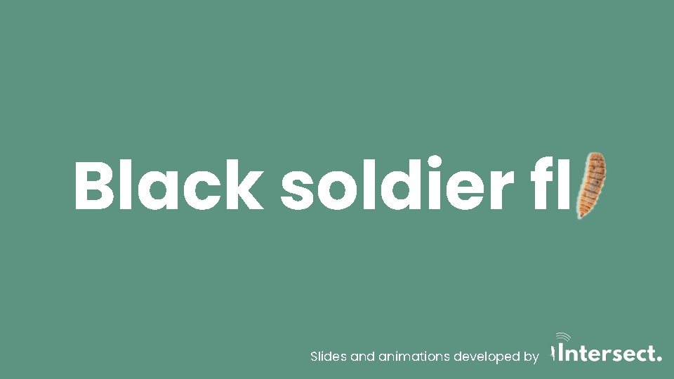 Black Soldier Fly Pitch Deck
