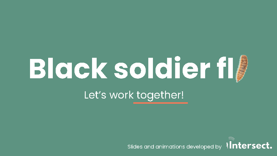 Mealworm Pitch Deck