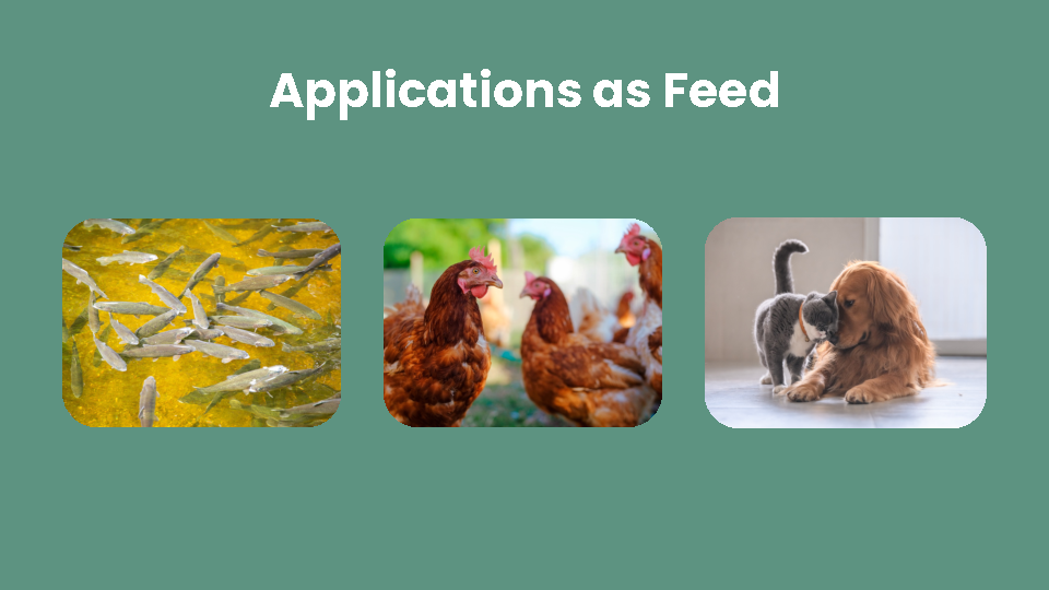 Insect Food Pitch Deck